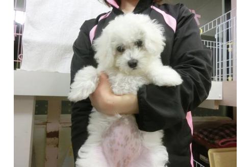 成約済の福岡県のビションフリーゼ-11903の3枚目