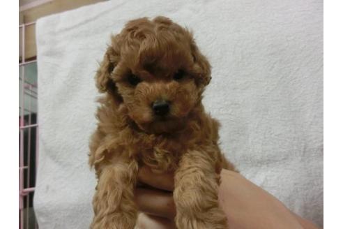 成約済の福岡県のトイプードル-11904の1枚目
