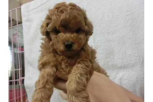 成約済の福岡県のトイプードル-11904の2枚目