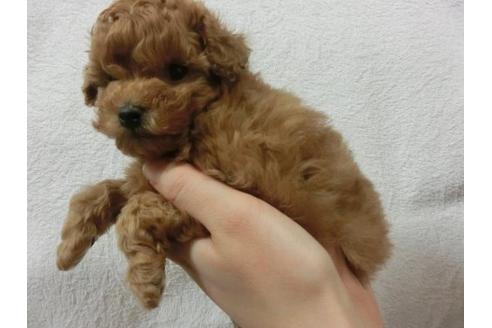 成約済の福岡県のトイプードル-11904の3枚目