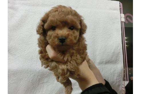 成約済の福岡県のトイプードル-11905の1枚目