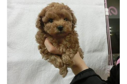成約済の福岡県のトイプードル-11905の2枚目