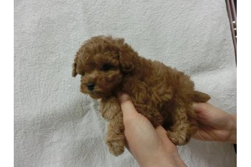 成約済の福岡県のトイプードル-11905の3枚目