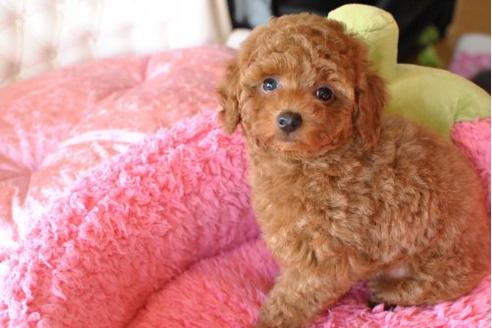 成約済の茨城県のトイプードル-11915の1枚目