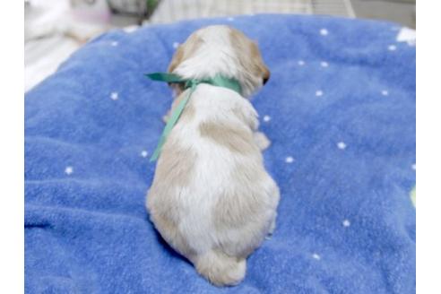 成約済の埼玉県のキャバリアキングチャールズスパニエル-11658の3枚目