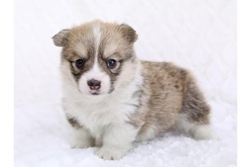 成約済の栃木県のウェルシュコーギーペンブローク-11928の1枚目