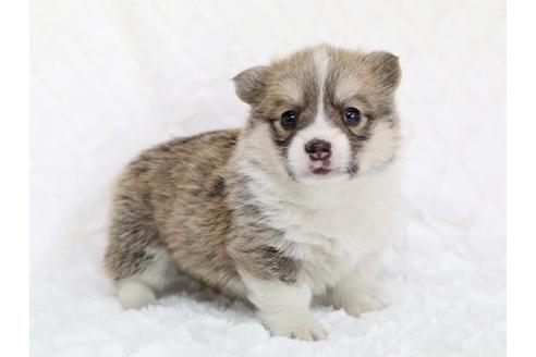 成約済の栃木県のウェルシュコーギーペンブローク-11928の2枚目