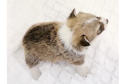 成約済の栃木県のウェルシュコーギーペンブローク-11928の3枚目