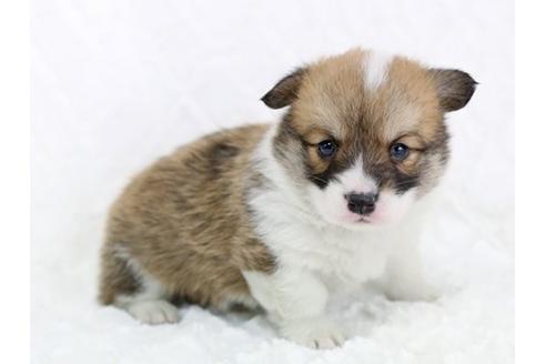 成約済の栃木県のウェルシュコーギーペンブローク-11929の1枚目