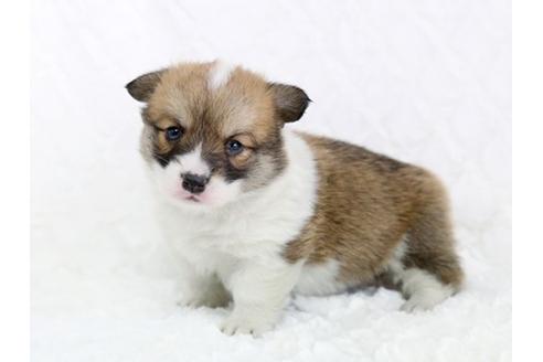 成約済の栃木県のウェルシュコーギーペンブローク-11929の2枚目