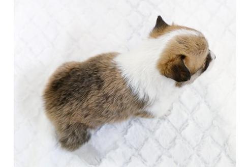 成約済の栃木県のウェルシュコーギーペンブローク-11929の3枚目