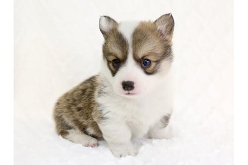 成約済の栃木県のウェルシュコーギーペンブローク-11930の1枚目