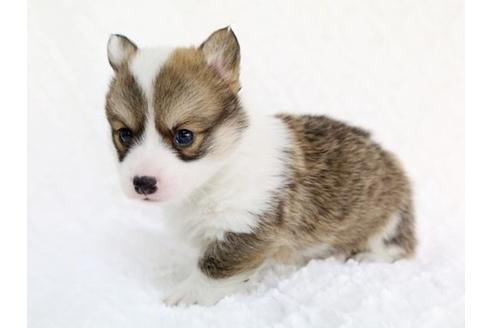 成約済の栃木県のウェルシュコーギーペンブローク-11930の2枚目