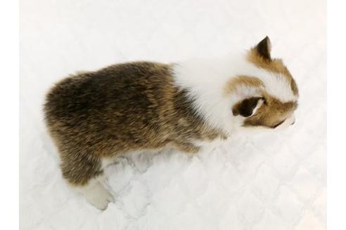 成約済の栃木県のウェルシュコーギーペンブローク-11930の3枚目