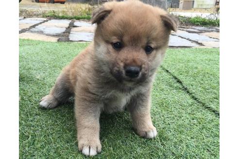 成約済の長崎県の柴犬-11610の1枚目