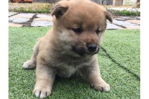 成約済の長崎県の柴犬-11610の2枚目