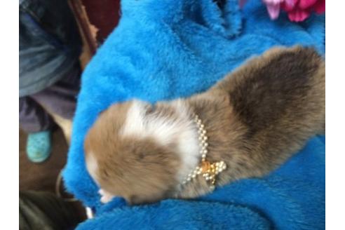 成約済の栃木県のウェルシュコーギーペンブローク-11489の2枚目
