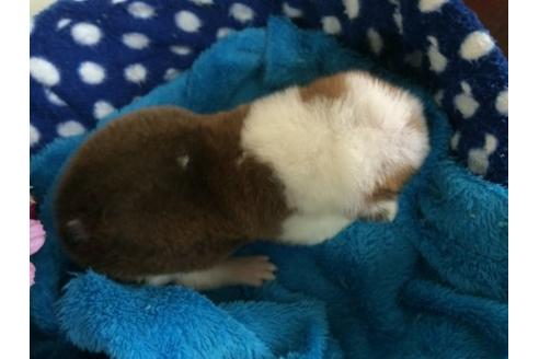 成約済の栃木県のウェルシュコーギーペンブローク-11487の2枚目