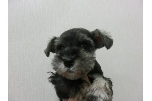 成約済の福岡県のミニチュアシュナウザー-11972の3枚目