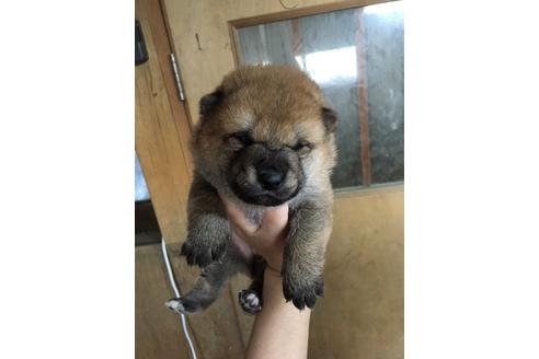 成約済の京都府の柴犬-11984の1枚目
