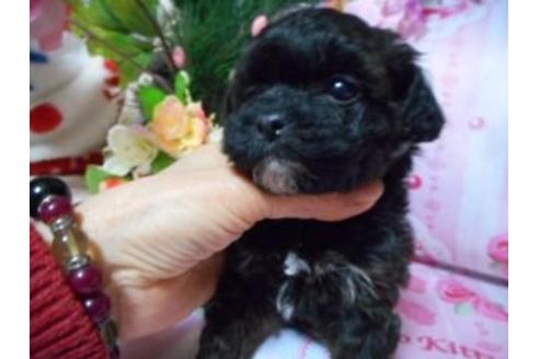 成約済の鹿児島県のミックス犬-11986の2枚目