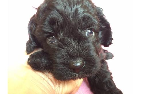 成約済の茨城県のミックス犬-11991の1枚目