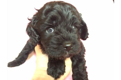 成約済の茨城県のミックス犬-11991の2枚目