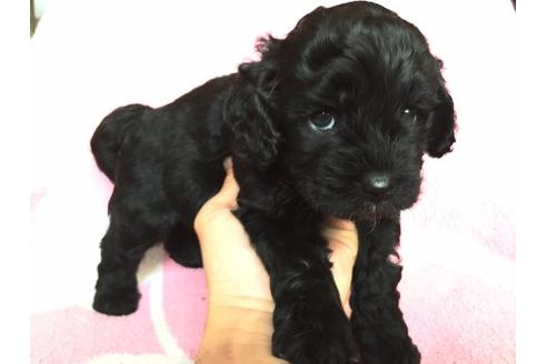 成約済の茨城県のミックス犬-11991の3枚目