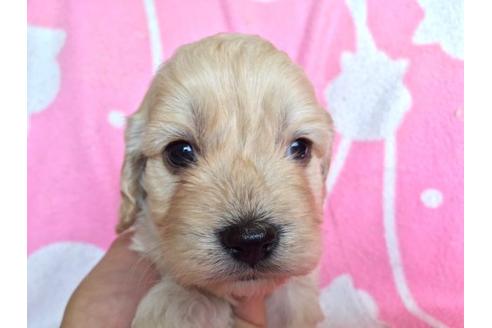 成約済の茨城県のミックス犬-11992の1枚目