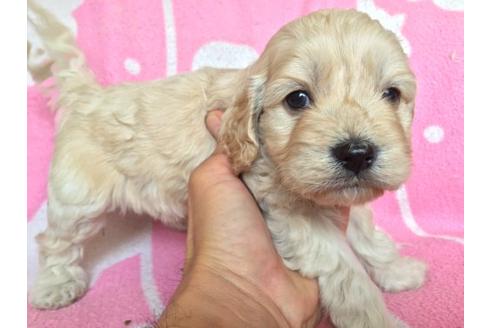 成約済の茨城県のミックス犬-11992の2枚目