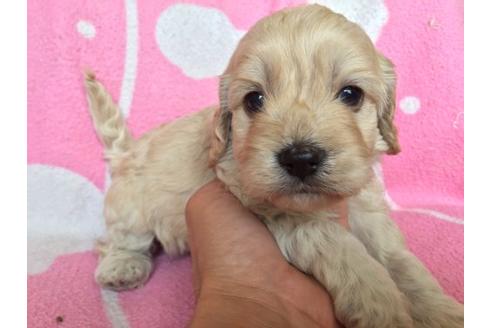 成約済の茨城県のミックス犬-11992の3枚目