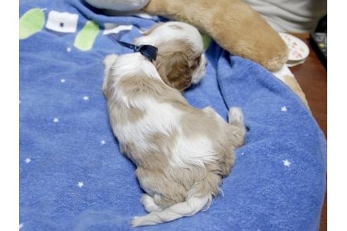 成約済の埼玉県のキャバリアキングチャールズスパニエル-11994の3枚目