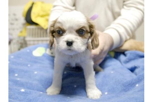 成約済の埼玉県のキャバリアキングチャールズスパニエル-11869の1枚目