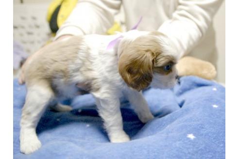 成約済の埼玉県のキャバリアキングチャールズスパニエル-11869の2枚目
