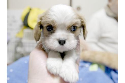 成約済の埼玉県のキャバリアキングチャールズスパニエル-11870の1枚目