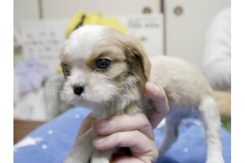 成約済の埼玉県のキャバリアキングチャールズスパニエル-11870の2枚目