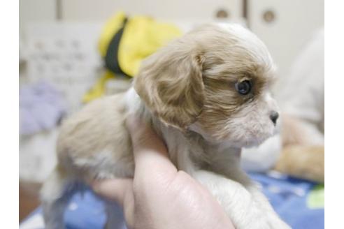 成約済の埼玉県のキャバリアキングチャールズスパニエル-11870の3枚目
