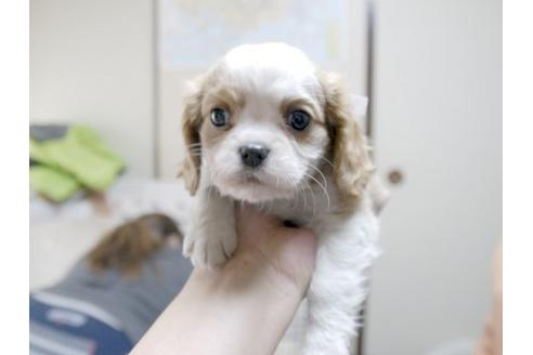 成約済の埼玉県のキャバリアキングチャールズスパニエル-11006の1枚目