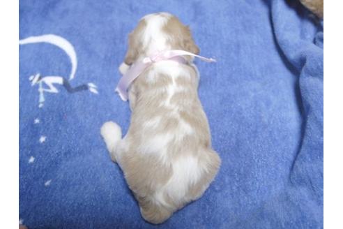 成約済の埼玉県のキャバリアキングチャールズスパニエル-11006の3枚目