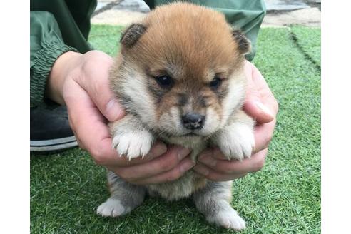 成約済の長崎県の柴犬-11603の1枚目