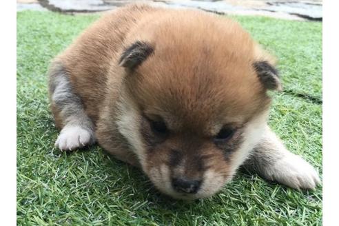 成約済の長崎県の柴犬-11603の2枚目