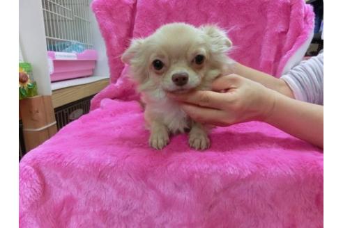 成約済の京都府のチワワ-12055の1枚目