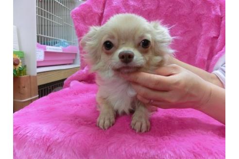 成約済の京都府のチワワ-12055の2枚目