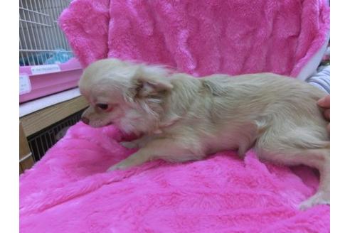 成約済の京都府のチワワ-12055の3枚目