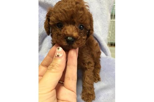 成約済の大阪府のトイプードル-12066の4枚目