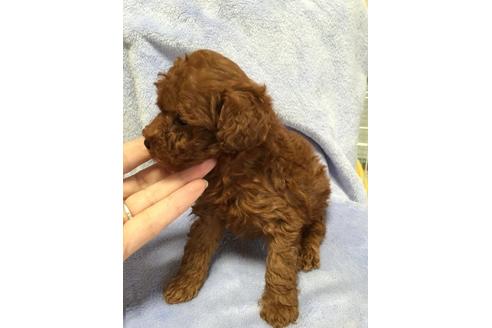 成約済の大阪府のトイプードル-12066の2枚目