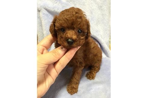 成約済の大阪府のトイプードル-12066の1枚目