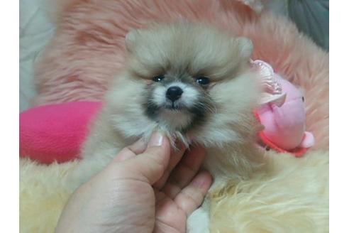 成約済の愛知県のポメラニアン-12139の1枚目