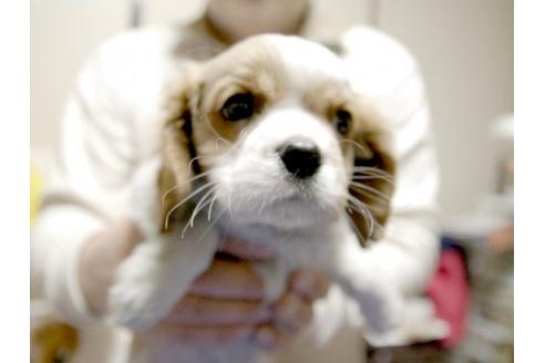 成約済の埼玉県のキャバリアキングチャールズスパニエル-11138の3枚目