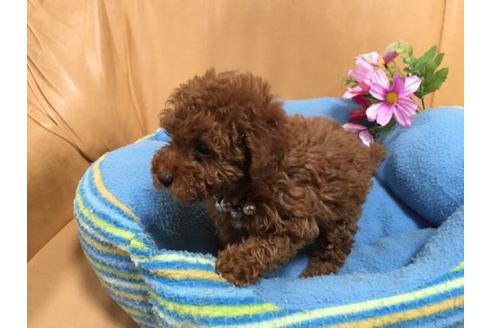 成約済の栃木県のトイプードル-12166の2枚目